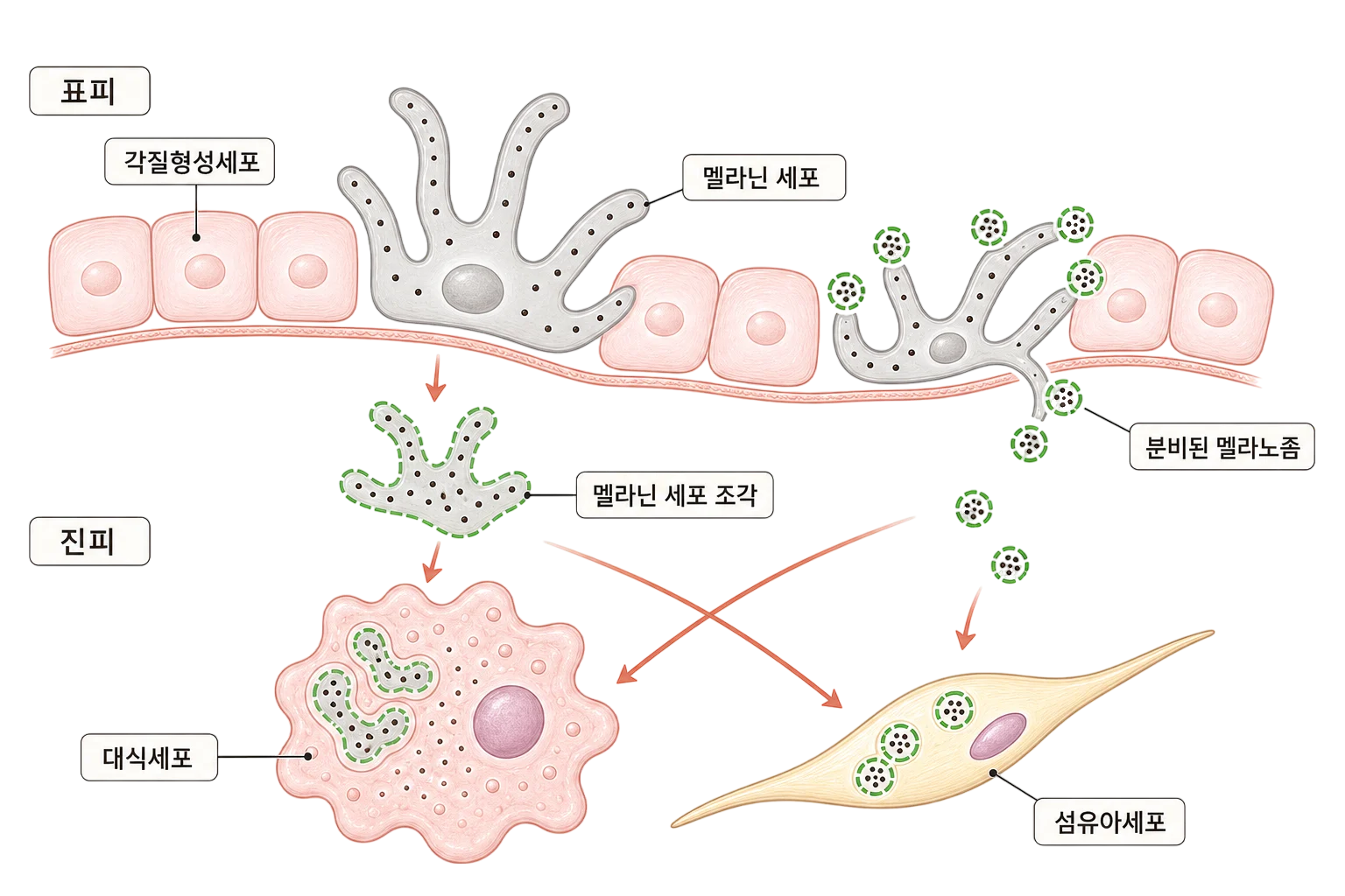 멜라닌을 잡아먹는 대식세포