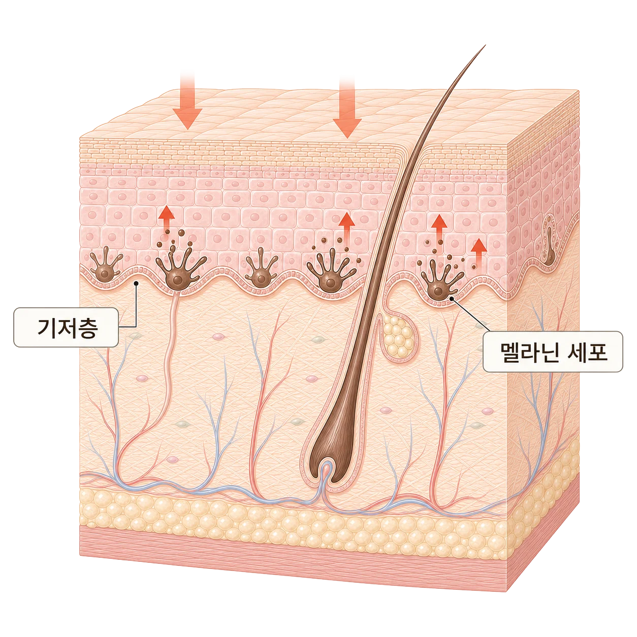 자외선과 노화로 손상된 피부의 멜라닌 증가 기전